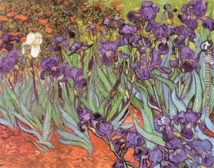 Irises at Saint Remy painting - Vincent van Gogh Irises at Saint Remy art painting